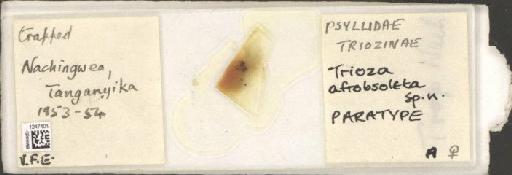 Trioza afrobsoleta Hollis, 1984 - BMNHE_1247401_1616