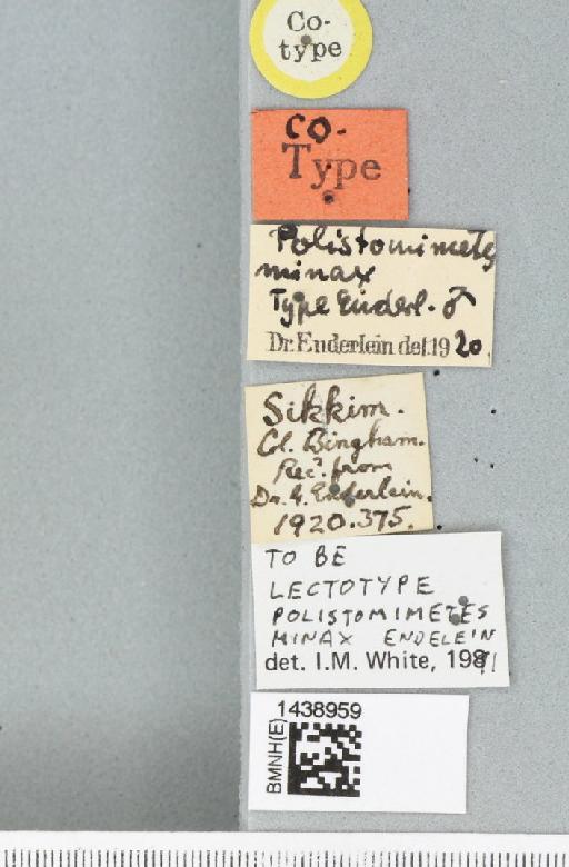 Bactrocera (Tetradacus) minax (Enderlein, 1920) - BMNHE_1438959_label_35463