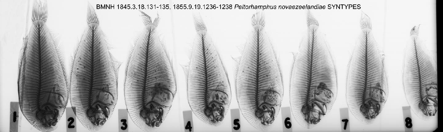 To NHMUK collection (Peltorhamphus novaezeelandiae Günther, 1862; SYNTYPE(S); NHMUK:ecatalogue:2581937)