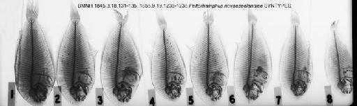 Peltorhamphus novaezeelandiae Günther, 1862 - BMNH 1845.3.18.131-135, 1855.9.19.1236-1238 Peltorhamphus novaezeelandiae SYNTYPES