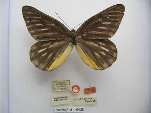 Delias berinda yedanula Fruhstorfer - BMNH(E)149438_Delias berinda yedanula Frhst