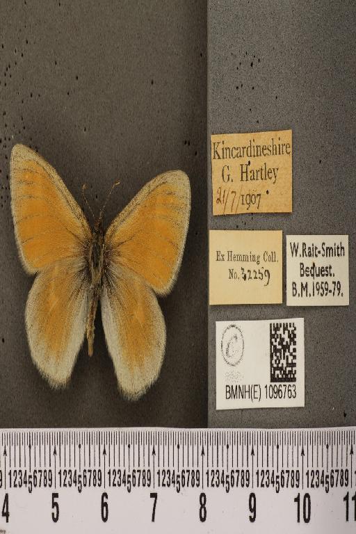 Coenonympha tullia scotica ab. laidion Borkhausen, 1788 - BMNHE_1096763_7591