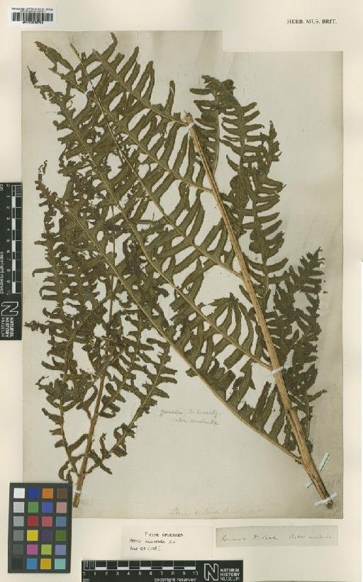 Pteris spinosa (L.) Desv. - BM000936754