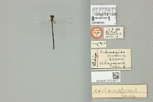 Austroagrion exclamationis Campion, 1915 - 013324171_dorsal