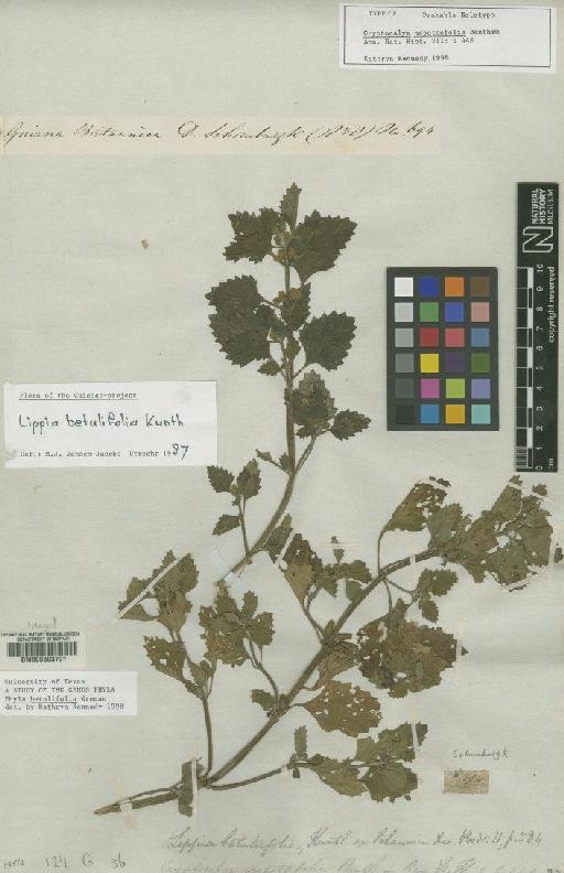 Phyla betulifolia Kunth - BM000603791