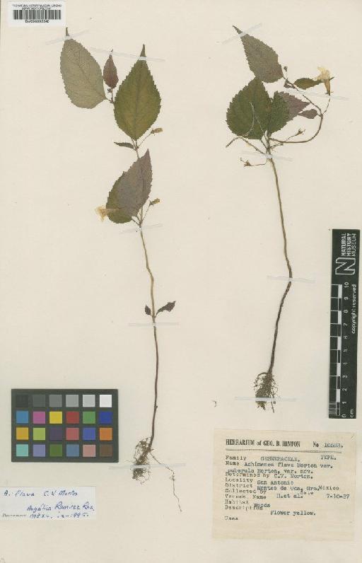 Achimenes flava C.V.Morton - BM000992240