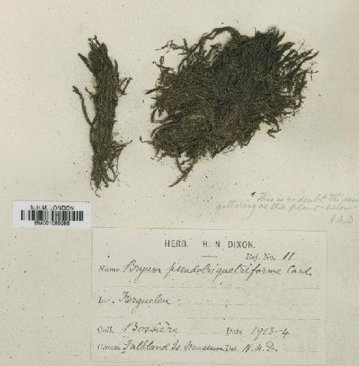 Bryum pseudotriquetrum (Hedw.) P.Gaertn., B.Mey. & Scherb. - BM001086086