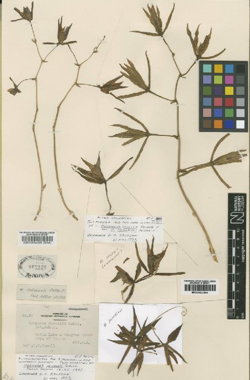Mormodes colossus Rchb.f. - BM000923800
