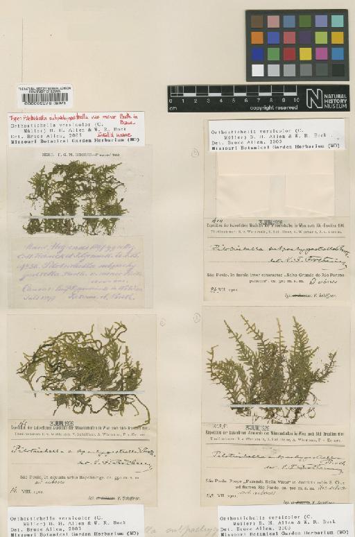 Orthostichella pachygastrella (Müll.Hal. ex Ångström) B.H.Allen & Magill - BM000069278_a