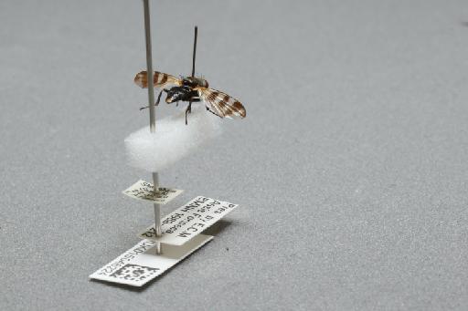 Ceroxys urticae (Linnaeus, 1758) - 015046224_additional_1