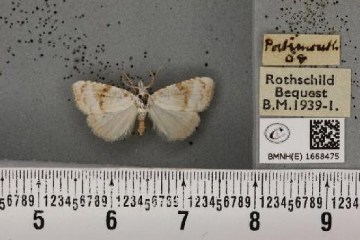 Meganola albula ab. nivalis Caradja, 1934 - BMNHE_1668475_291486