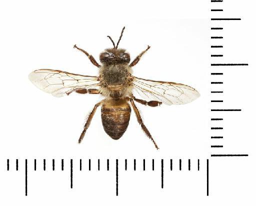 Apis (Apis) cerana Fabricius, 1793 - 969495