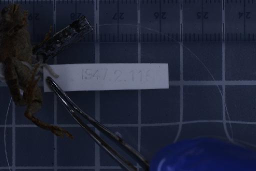 Nanohyla annamensis - 1947.2.11.61_Image008