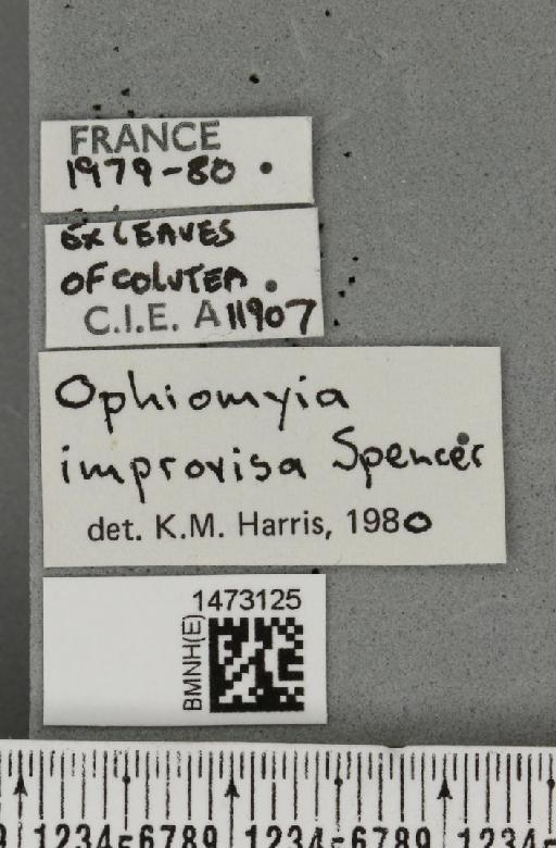 Ophiomyia improvisa Spencer, 1966 - BMNHE_1473125_label_47455