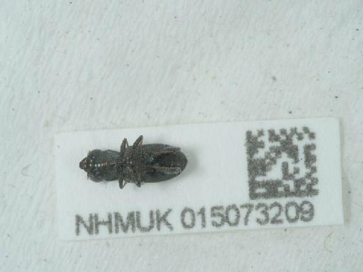 Notiophilus biguttatus (Fabricius, 1779) - 015073209_1