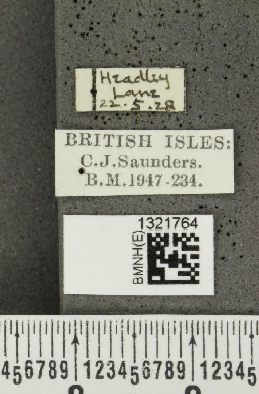 Epitrix atropae Foudras, 1861 - BMNHE_1321764_label_11728