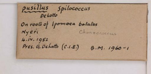 Chorizococcus pusillus De Lotto, 1961 - 010715019_additional