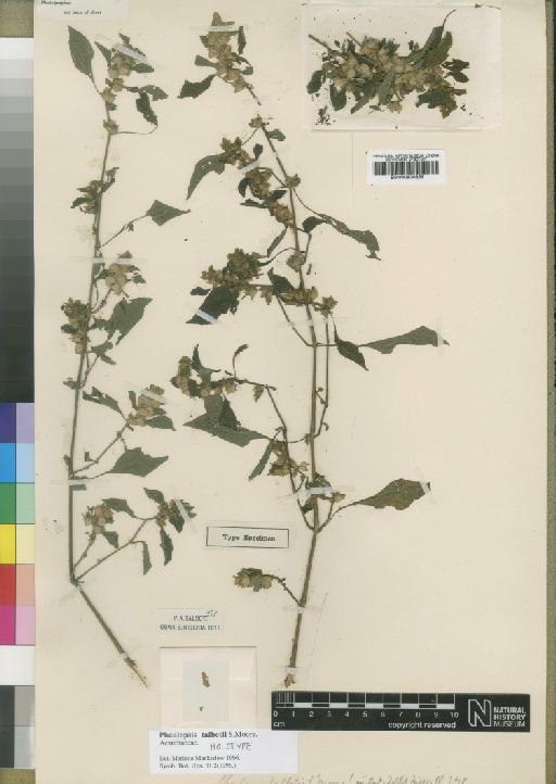 Phaulopsis talbotii Moore - BM000930859