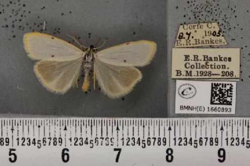 Cybosia mesomella (Linnaeus, 1758) - BMNHE_1660893_284576