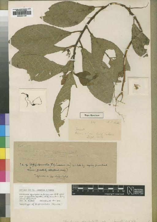 Dorstenia ophiocoma var. stipulata (Rendle) Hijman & Berg - BM000911381