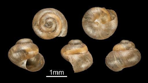 Helix punctum subterclass Tectipleura Morelet, 1851 - 1893.2.4.979, SYNTYPE, Helix punctum Morelet, 1851