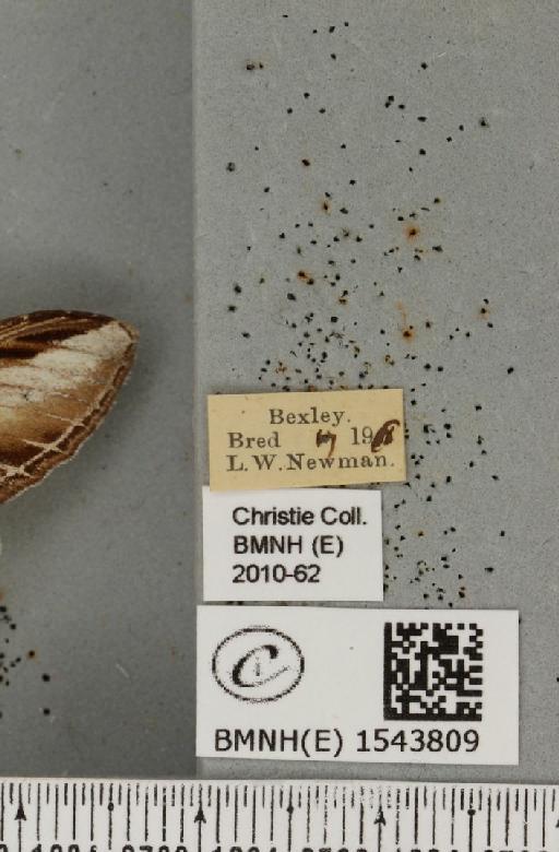 Pheosia tremula (Clerck, 1759) - BMNHE_1543809_label_245888