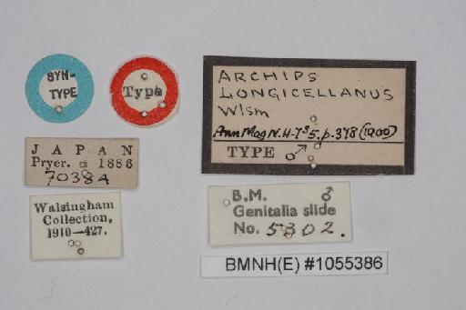 Archips longicellanus - Choristoneura_longicellanus_Walsingham_1900_Syntype_BMNH(E)#1055386_image002