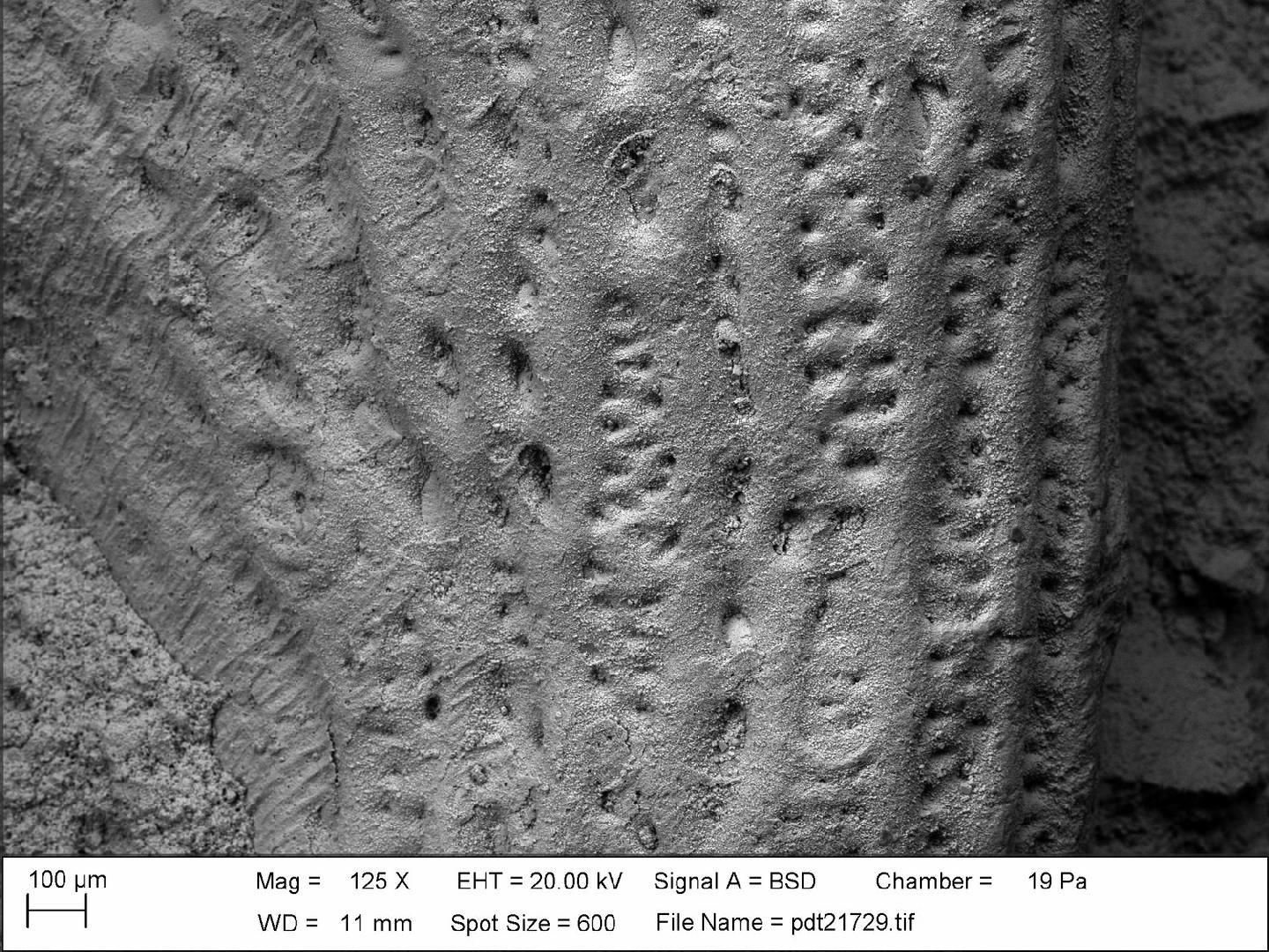 To NHMUK collection (Fasciculipora d'Orbigny, 1846; NHMUK:ecatalogue:8842414)