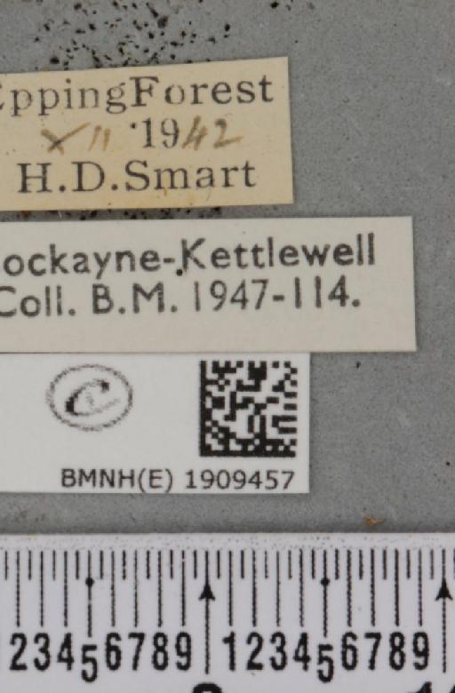 Erannis defoliaria (Clerck, 1759) - BMNHE_1909457_label_467661