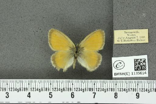 Coenonympha pamphilus (Linnaeus, 1758) - BMNHE_1135614_112577