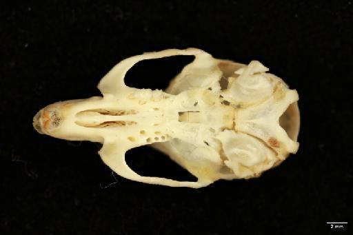 Mus (Mus) musculus Linnaeus, 1758 - Mus_musculus-2011_89-Skull-Tooth_root_holes-1x