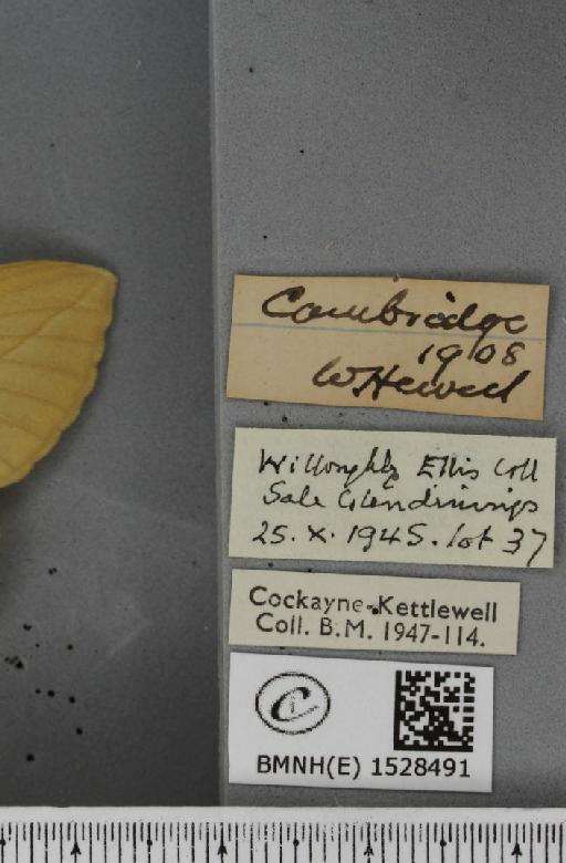 Euthrix potatoria ab. berolinensis Heyne, 1899 - BMNHE_1528491_label_197012