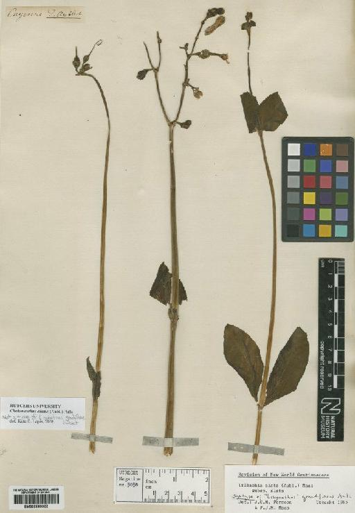 Irlbachia alata (Aubl.) Maas - BM000889322