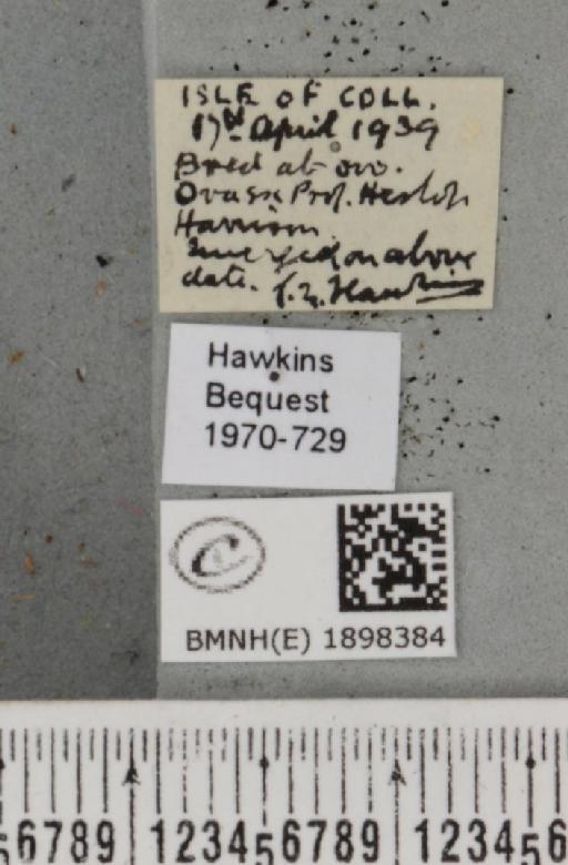 Lycia zonaria atlantica (Harrison, 1938) - BMNHE_1898384_label_491256