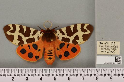 Arctia caja (Linnaeus, 1758) - NHMUK_010415552_519712