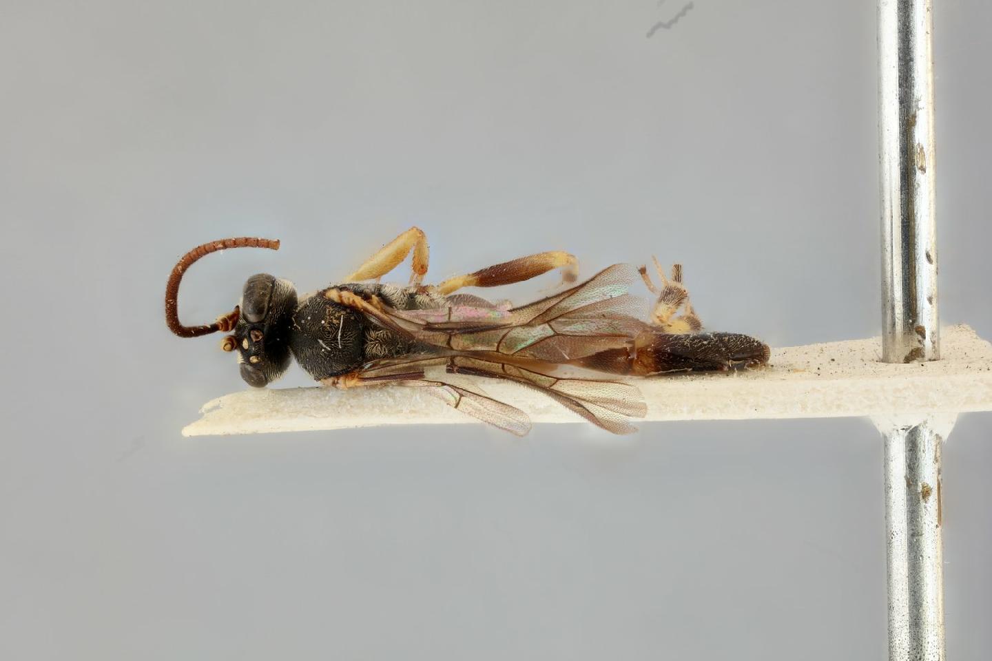 Microcharops bimaculatus