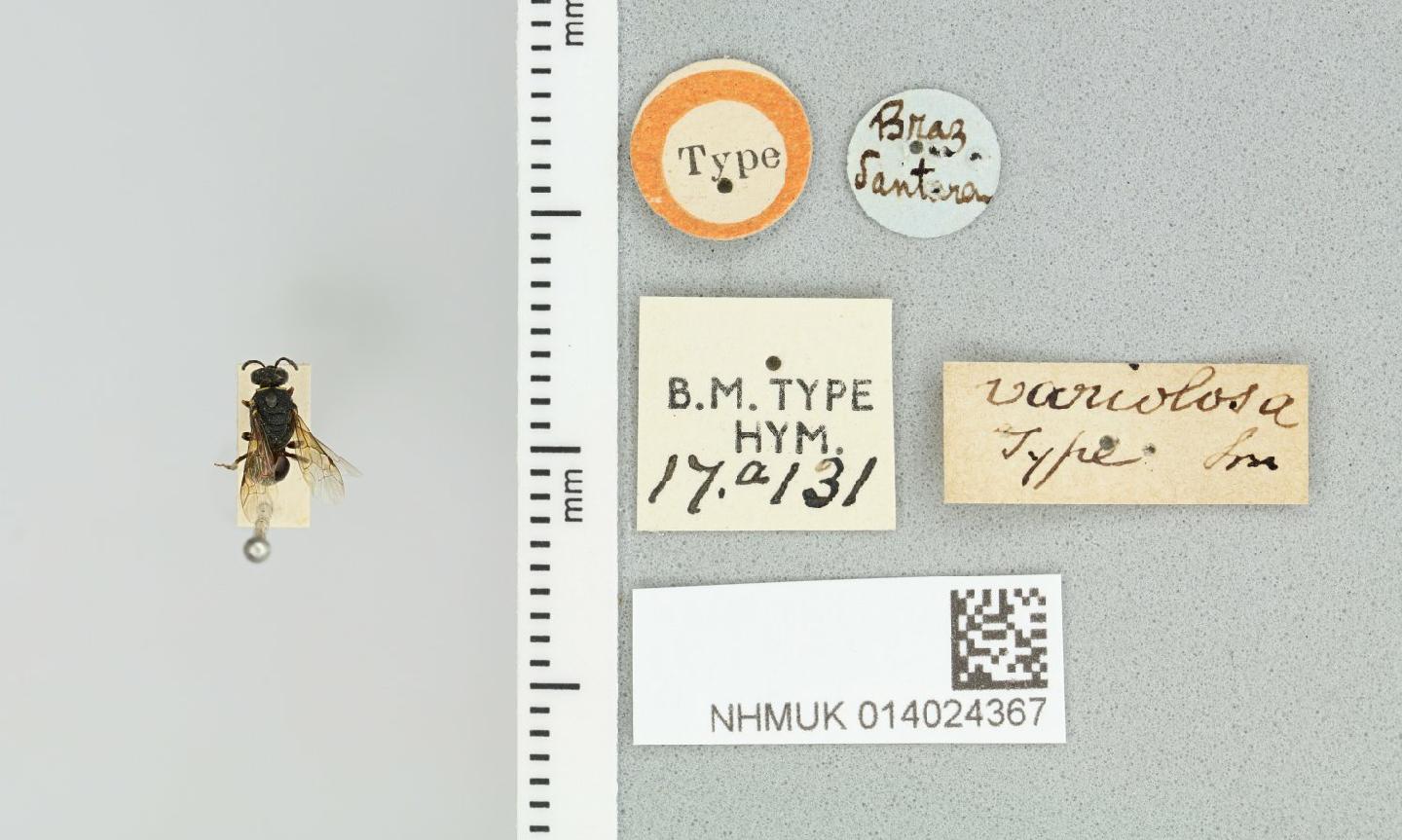 Hylaeus variolosus