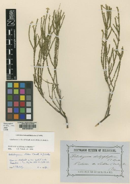 Helichrysum tuckeri F.Muell. & J.H.Willis - BM000603641