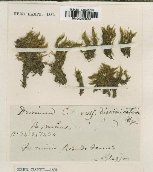 Campylopus arctocarpus (Hornsch.) Mitt. - BM000879513