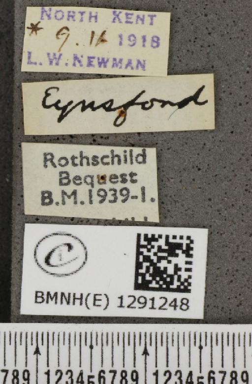 Celastrina argiolus britanna (Verity, 1919) - BMNHE_1291248_label_128686