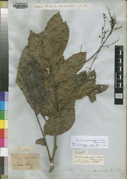 Sorindeia juglandifolia A.Rich. - BM000629257