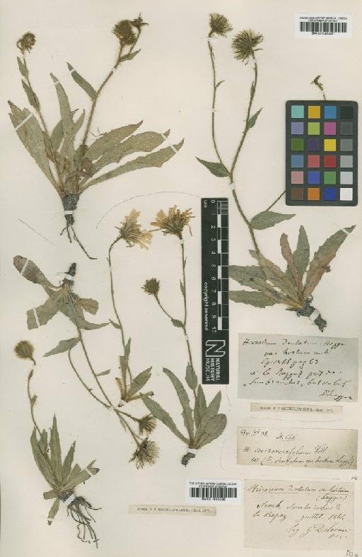 Hieracium leucophaeum subsp. gremlii (Arv.-Touv.) Zahn - BM001050581