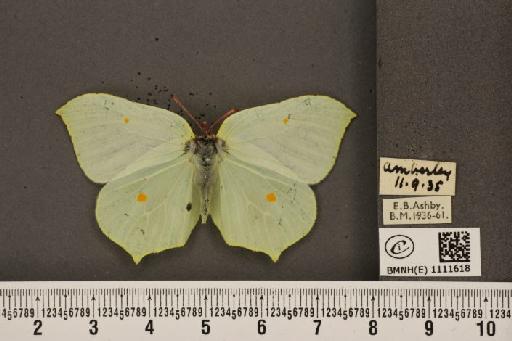 Gonepteryx rhamni rhamni Linnaeus, 1758 - BMNHE_1111618_65235