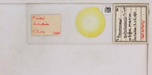 Planococcus kenyae (Le Pelley, 1935) - 010167248__