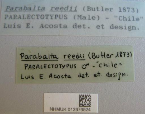 Gonyleptes reedii Butler, 1876 - 013376524 Parabalta reedii labels