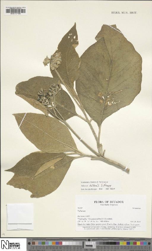 Solanum dillonii S.Knapp - BM001017348
