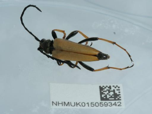 Stictoleptura (Aredolpona) rubra (Linnaeus, 1758) - 015059342_5