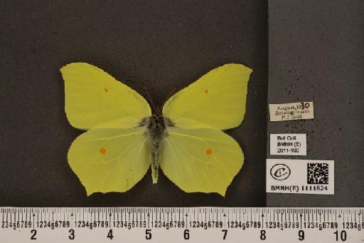 Gonepteryx rhamni rhamni Linnaeus, 1758 - BMNHE_1111824_65459