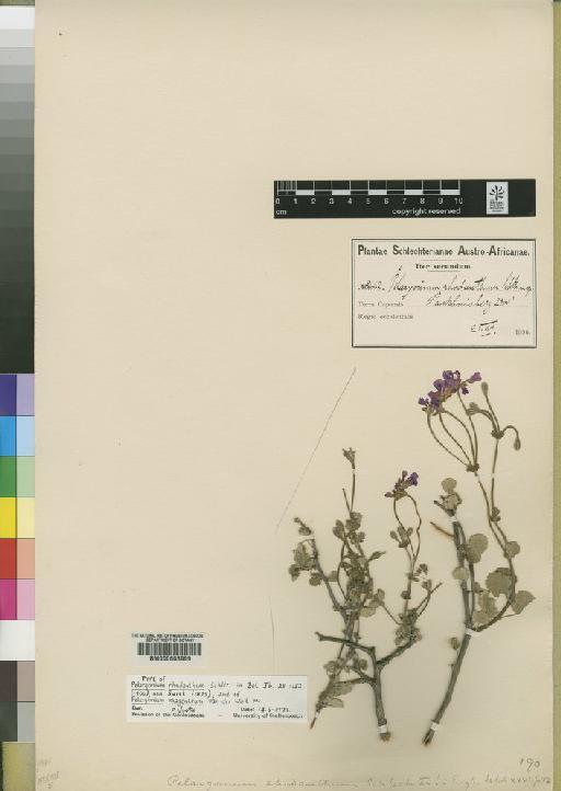 Pelargonium rhodanthum Schltr. - BM000603999