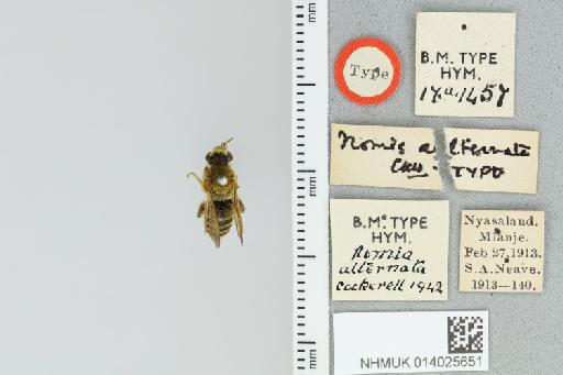 Lipotriches alternata (Cockerell, 1942) - 014025651_837758_1651042-